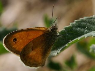 Kk Zpzp Perisi (Coenonympha pamphilus)