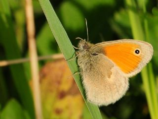 Kk Zpzp Perisi (Coenonympha pamphilus)