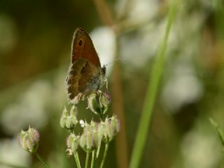 Kk Zpzp Perisi (Coenonympha pamphilus)