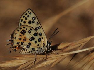 Akdeniz eytanc (Cigaritis cilissa)