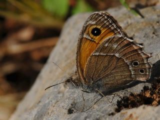 Ar Esmerperisi (Hyponephele wagneri)