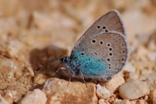 okgzl Rus Mavisi (Polyommatus coelestina)