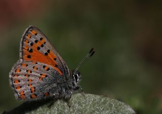 Akbes Gelincii (Tomares nesimachus)