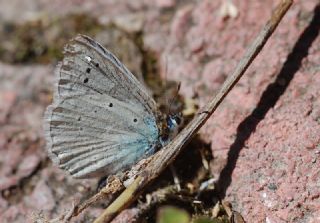 okgzl Dafnis (Polyommatus daphnis)