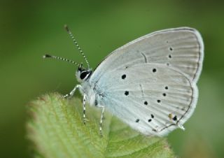 Fransz Everesi (Cupido alcetas)