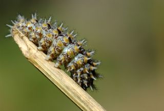 Gzel parhan (Melitaea trivia)