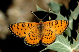 Gzel parhan (Melitaea trivia)