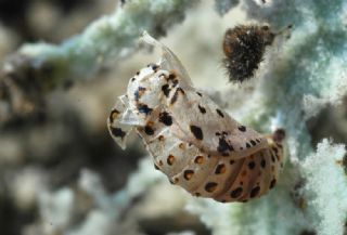 Gzel parhan (Melitaea trivia)