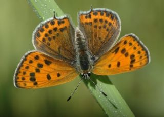 Kk Ate Gzeli (Lycaena thersamon)