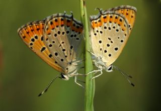 Kk Ate Gzeli (Lycaena thersamon)