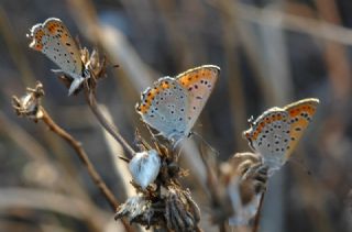 Kk Ate Gzeli (Lycaena thersamon)