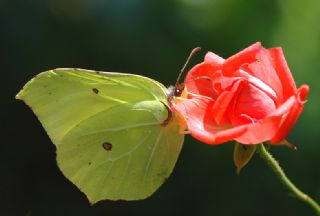 Orakkanat (Gonepteryx rhamni)