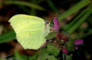 Orakkanat (Gonepteryx rhamni)