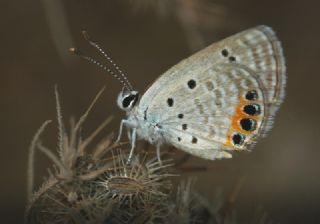 Mcevher Kelebei (Chilades trochylus)