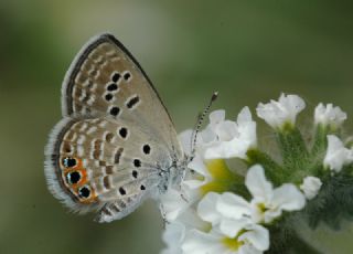 Mcevher Kelebei (Chilades trochylus)