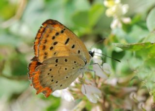 Osmanl Atei (Lycaena ottomanus)