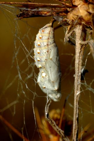 Diken Kelebei (Vanessa cardui)