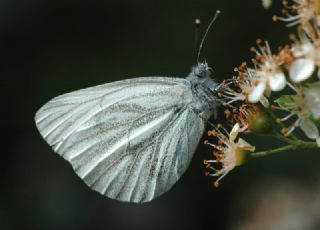 Yalanc Beyazmelek (Pieris pseudorapae)