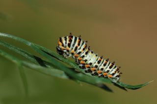 Krlangkuyruk (Papilio machaon)