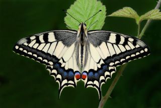 Krlangkuyruk (Papilio machaon)