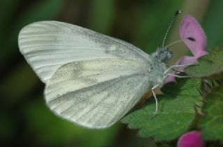 Narin Orman Beyaz (Leptidea sinapis)