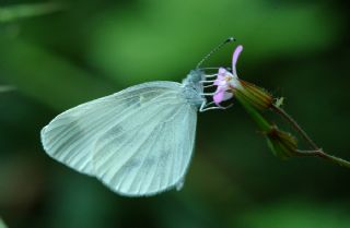 Narin Orman Beyaz (Leptidea sinapis)