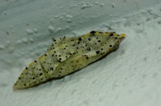 Byk Beyazmelek  (Pieris brassicae)