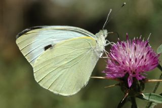 Byk Beyazmelek  (Pieris brassicae)