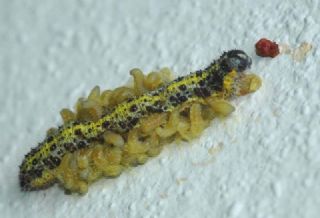 B�y�k Beyazmelek &nbsp;(Pieris&nbsp;brassicae)