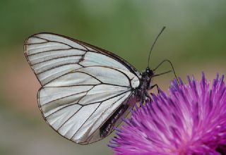 Al Beyaz (Aporia crataegi)