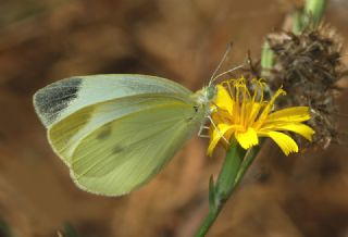 Kk Beyazmelek (Pieris rapae)