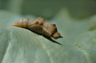 Kk Beyazmelek (Pieris rapae)