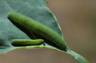 Kk Beyazmelek (Pieris rapae)