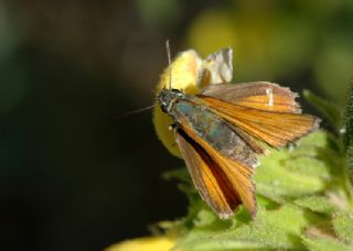 Sar Antenli Zpzp (Thymelicus sylvestris)