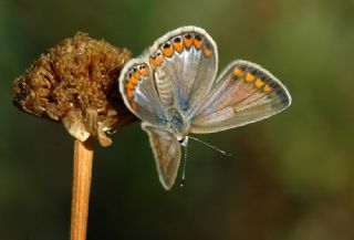 okgzl Mavi (Polyommatus icarus)