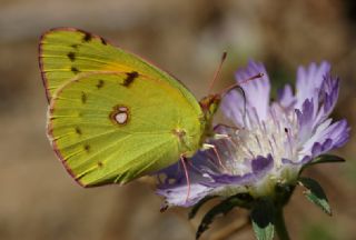 Sar Azamet (Colias croceus)