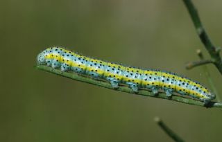 Yeni Beneklimelek (Pontia edusa)