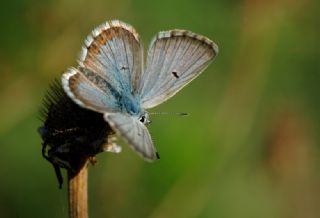 okgzl Balkan Mavisi (Aricia anteros )