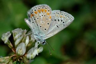 okgzl Meneke Mavisi (Polyommatus thersites)