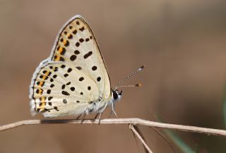 sli Bakr Gzeli (Lycaena tityrus)