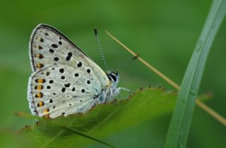 sli Bakr Gzeli (Lycaena tityrus)