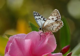 Akdeniz Melikesi (Melanargia titea)