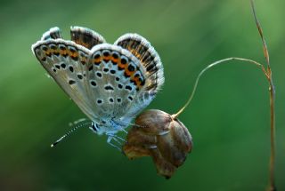 Gm Lekeli Esmergz (Plebejus argus)