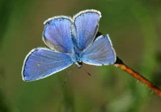 okgzl Mavi (Polyommatus icarus)