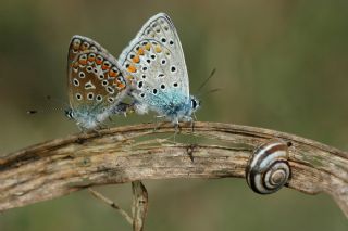 okgzl Mavi (Polyommatus icarus)