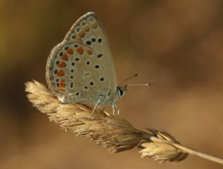 okgzl Mavi (Polyommatus icarus)