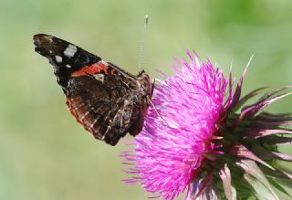 Atalanta (Vanessa atalanta)