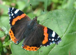 Atalanta (Vanessa atalanta)