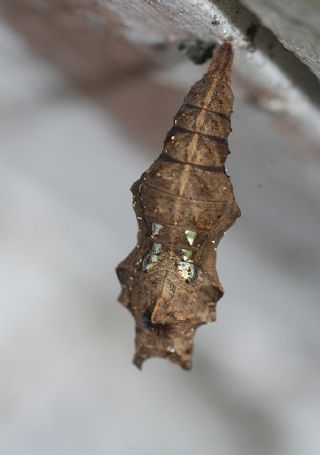 Atalanta (Vanessa atalanta)