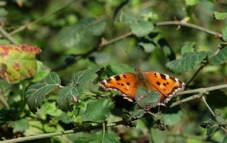 Karaaa Nimfalisi (Inachis polychloros)